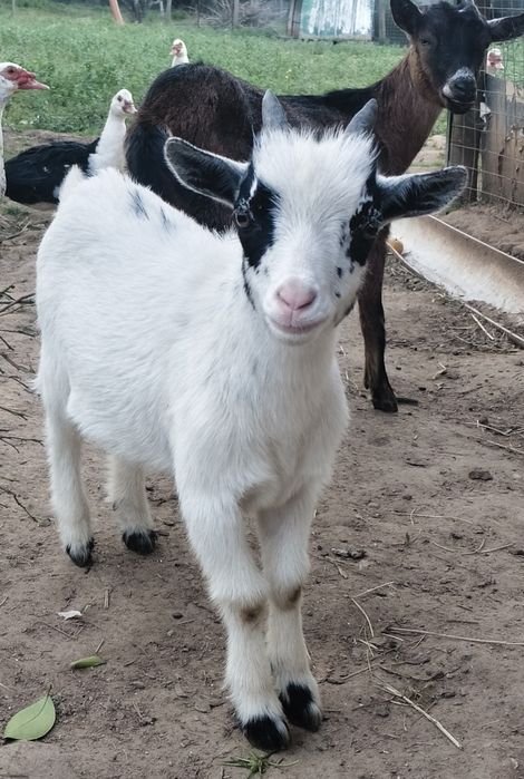 Cabrito anão macho