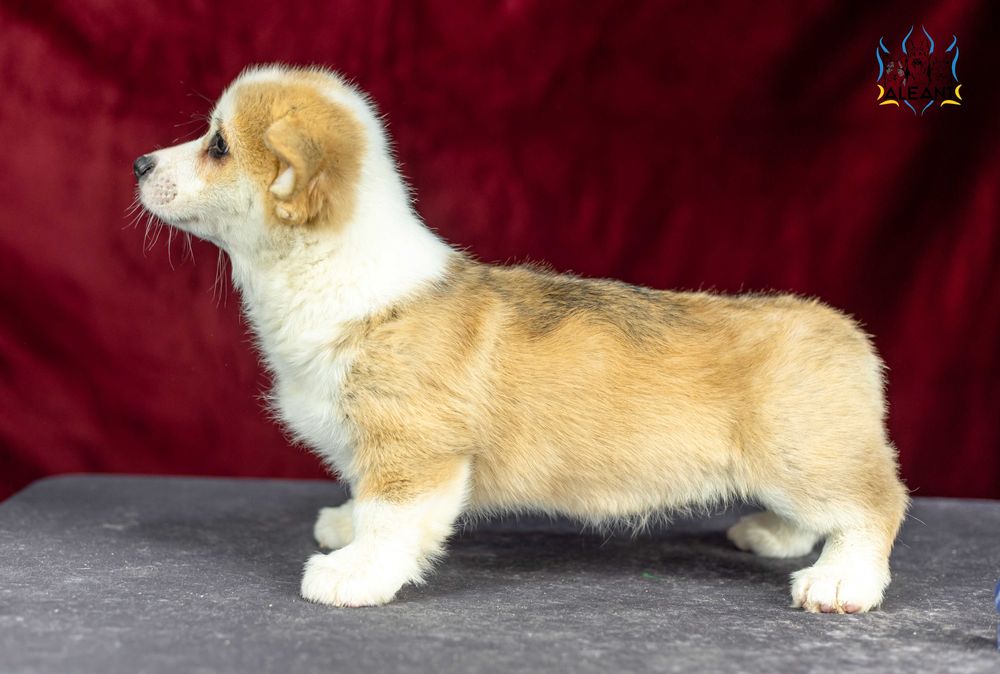 Вельш корги пемброк, шикарнющий парень!