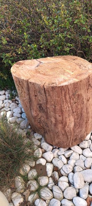 Pieniek z drewna, okorowany.