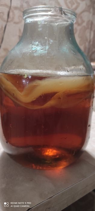 Чайний Гриб-Камбучя