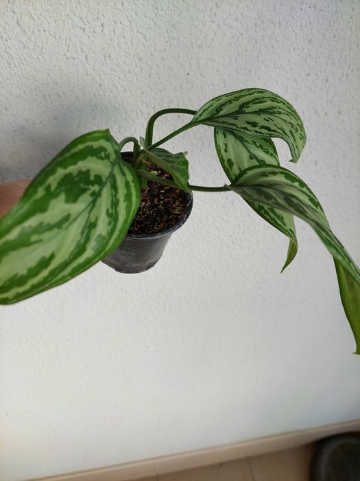 Аглонеомы, калатеи, алоказия, традесканции