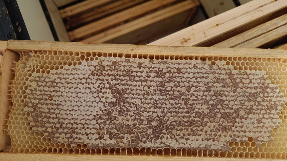 Miód DUO nektarowo-spadziowy 1,2 kg