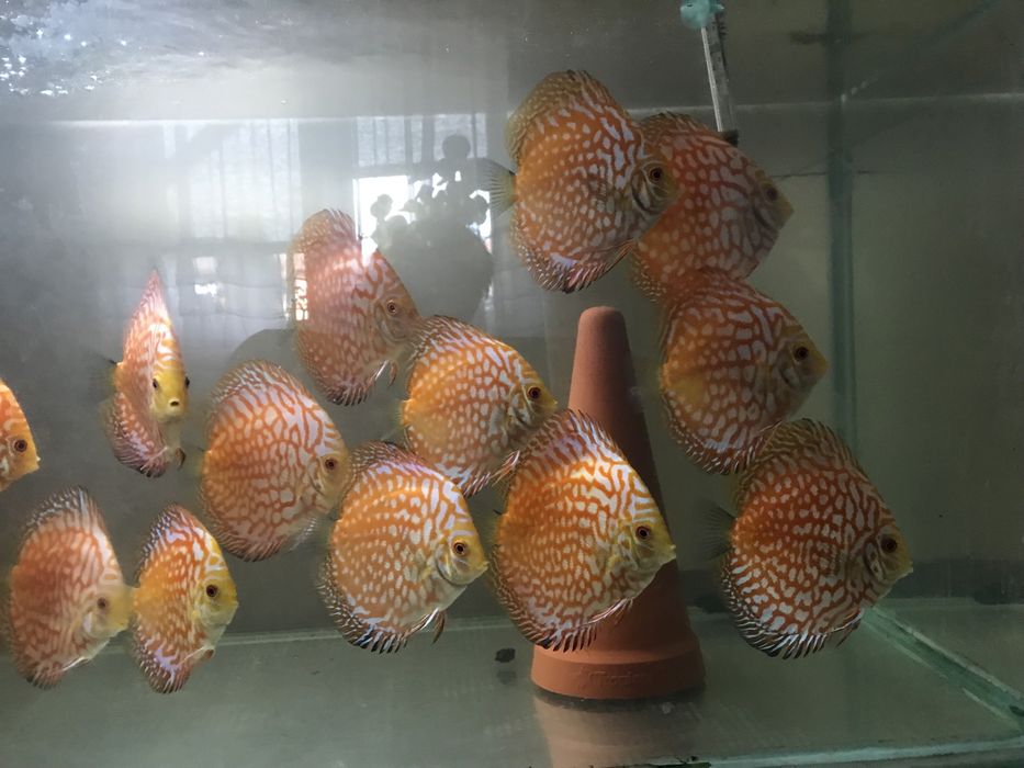 Paletki dyskowce Red Map