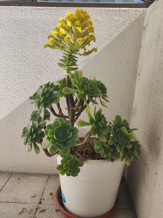 Suculenta  Aeonium arboreum