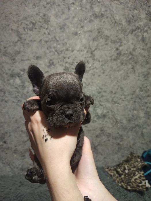 Продам щенков французский бульдог чистокровный