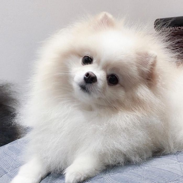 Милые красопеты белые мишки мальчики и девочки