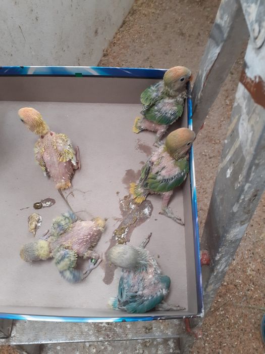 Agapornis Para Acabar de criar à mão