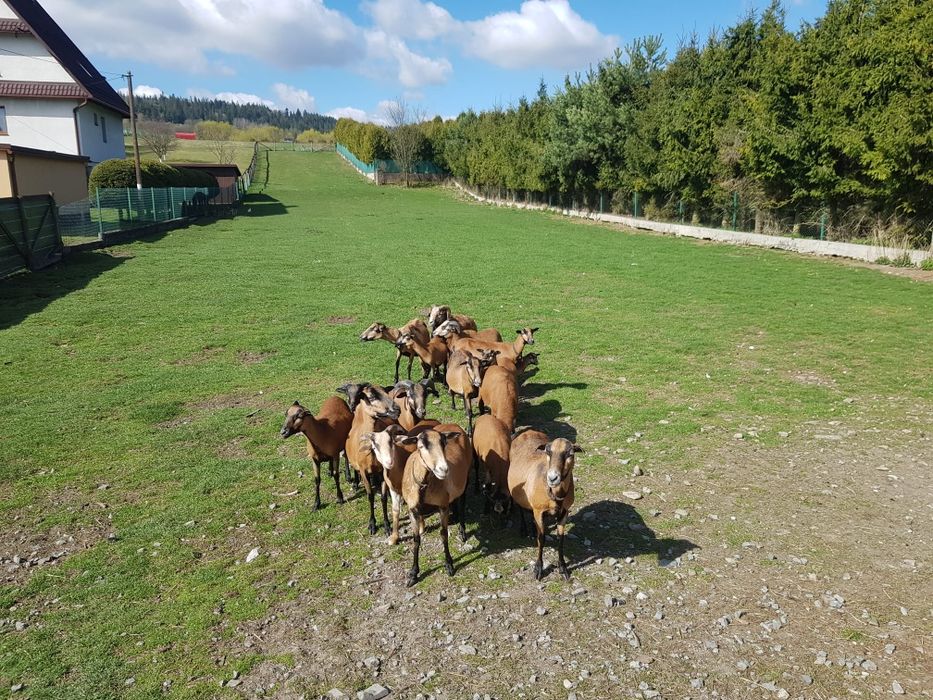 Barany i owce kamerunskie