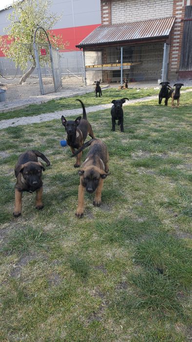 Szczeniak Owczarek Belgijski Malinois piesek
