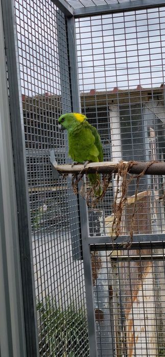 Papagaios aestivas e auropaliata