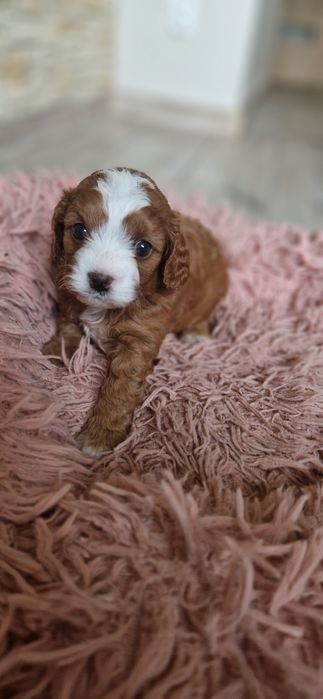 Cavapoo piękna ostatnia sunia