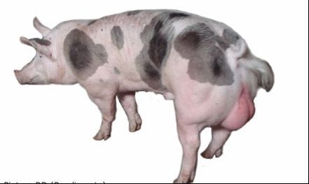 Inseminação Artificial em suínos (porcas)