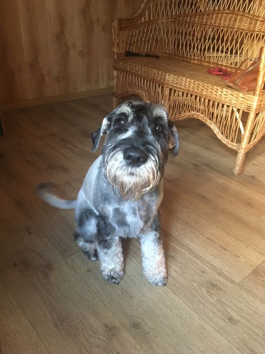 Потерялся любимец семьи