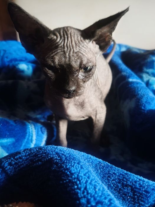 Gatinho macho escuro