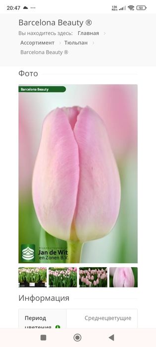 Продам тюльпани.