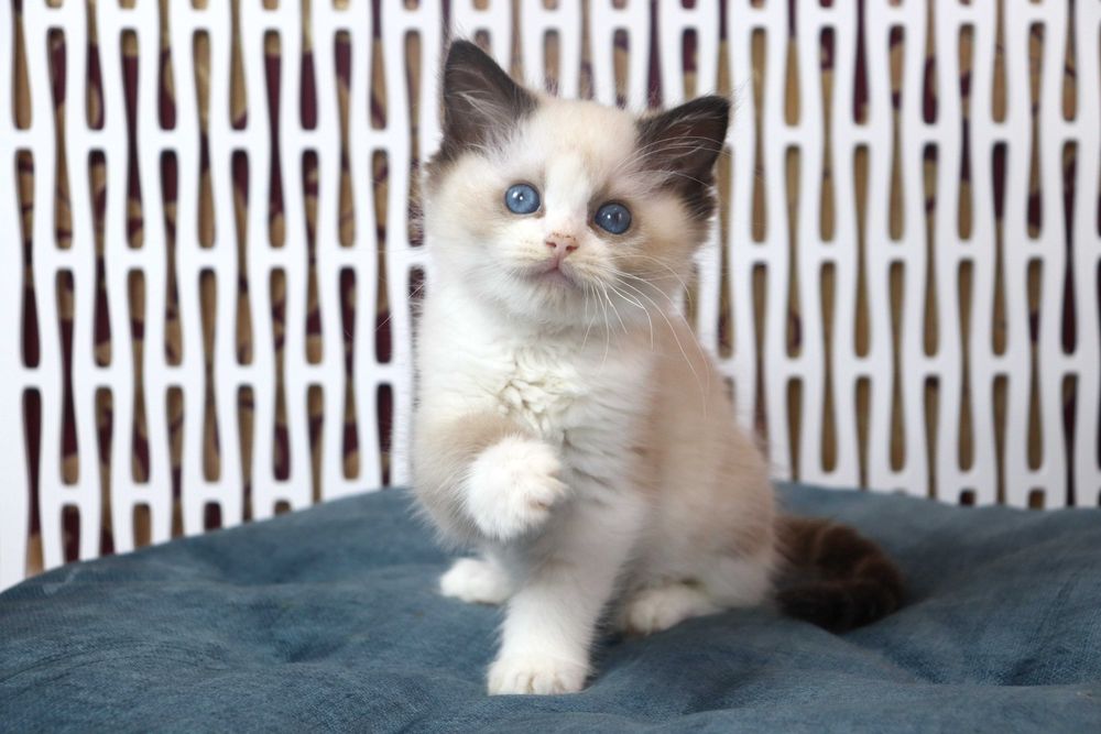 Пухнастий хлопчик Ragdoll біколор Неймовірно красивий та ніжний малюк