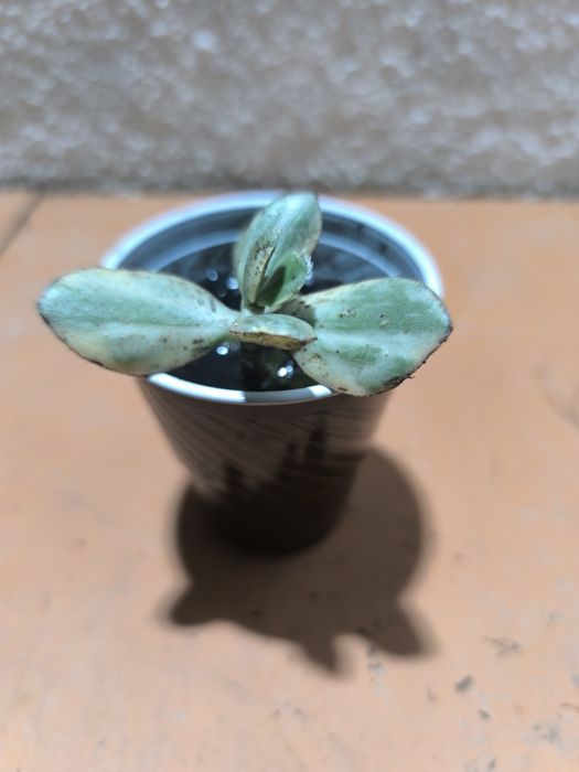 Suculentas em vaso 3