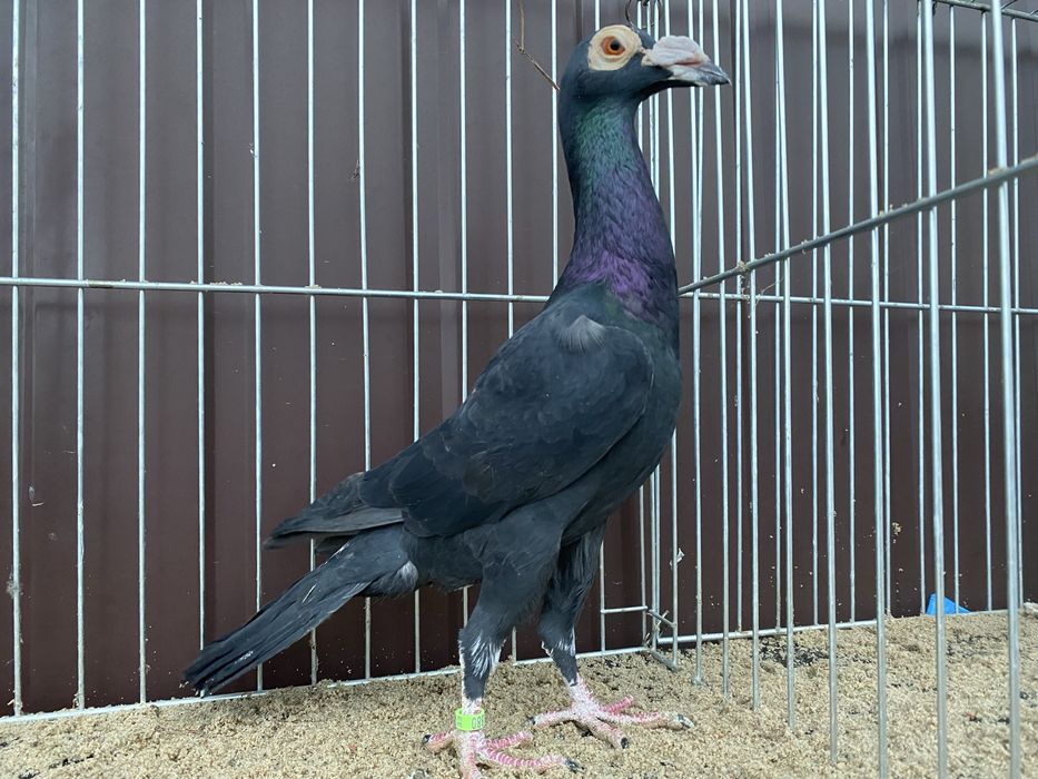 Młody samiec Karier