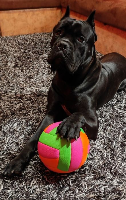 В'язка Кане-корсо