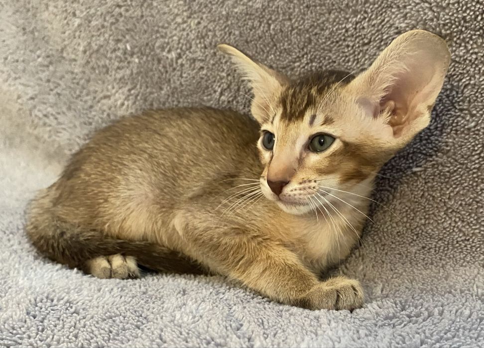 Орієнтальний хлопчик