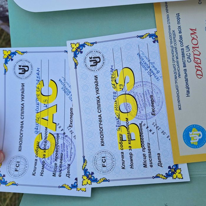 Кобель для в'яхки Лабрадор-ретрівер