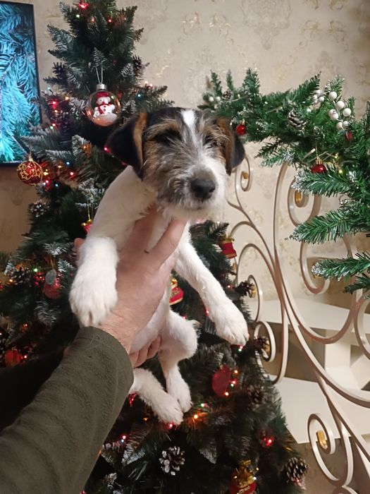 Прекрасные привитые родословные Фоксы