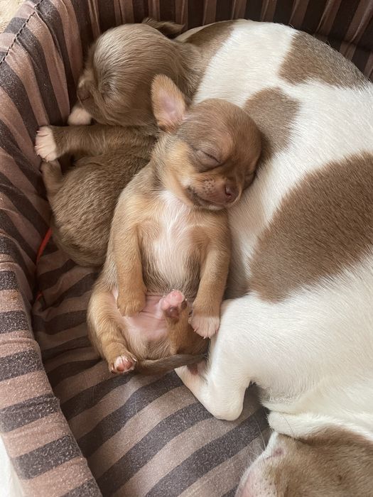 Продам цуценят породи чіахуахуа