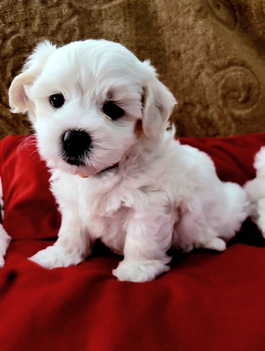 Maltańczyk z rodowodem