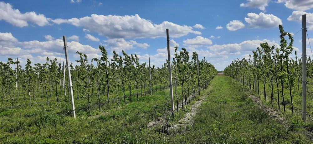 Садові стовпчики, 2,5м, 3м, 3,5 м, 4,5 м, доставка, кращі ціни.