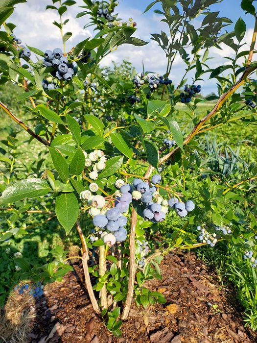 Borowka Amerykanska  Krzewy