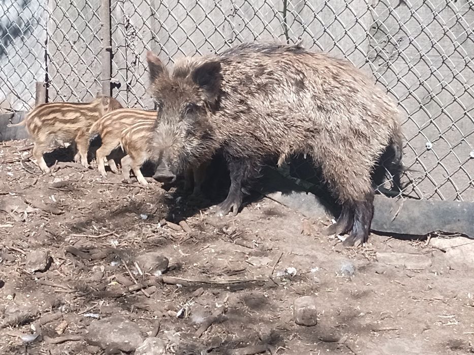 Sprzedam świniodziki