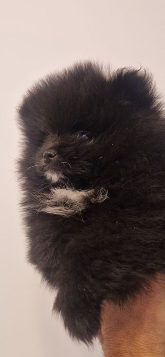 Szpic miniaturowy Pomeranian