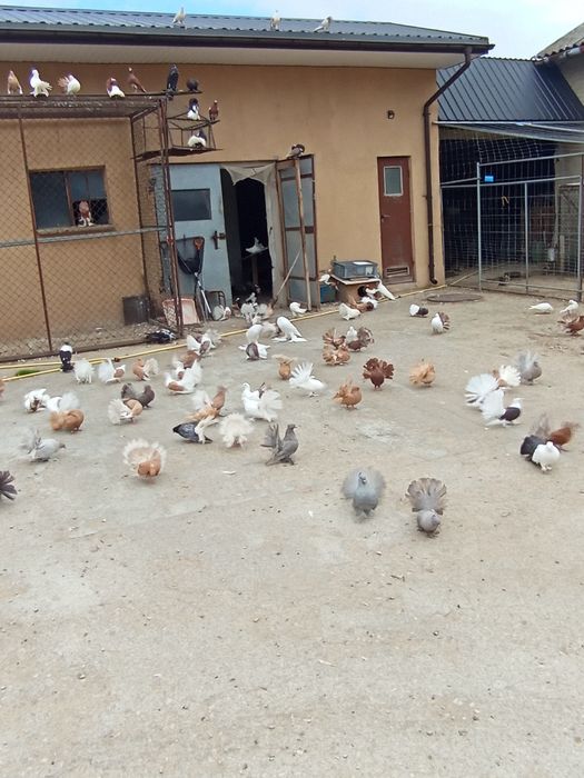 Pawiki pawiki indyjskie garłacze.