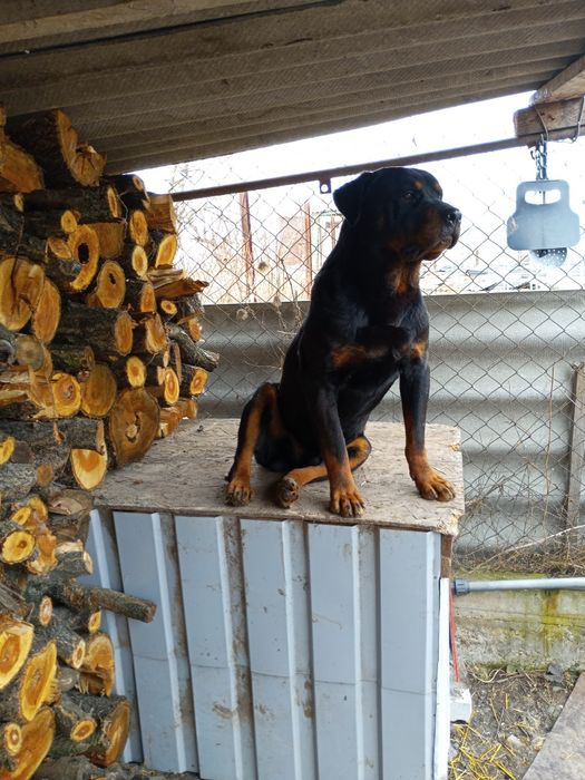 Ротвейлер для вязки