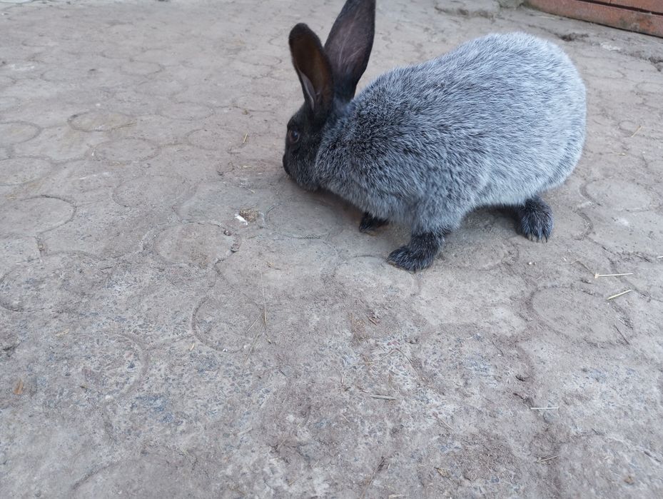 Продам кроля 5 місяців