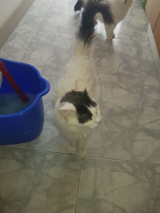 2 Gatos Adultos Esterilizados para Adoção Responsável – Seixal