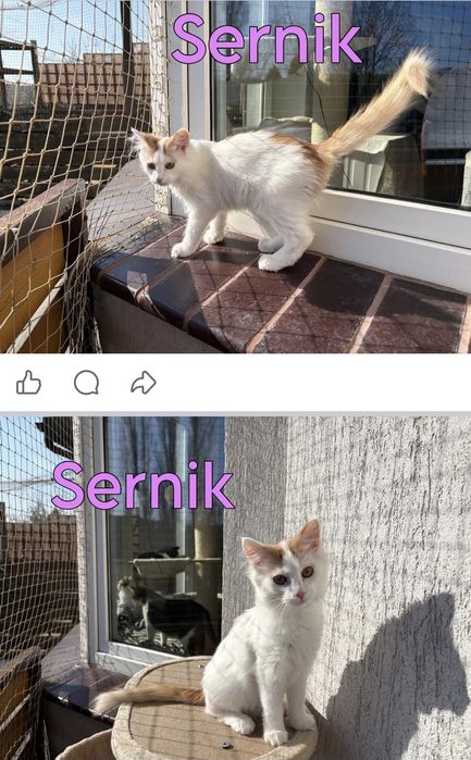 3 kociakow szuka domow Do adopcji Tylko w dwupaku