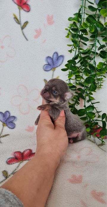 Excelente mini mini blue Chihuahua/Chiuaua Linhagem Russa de Qualidade