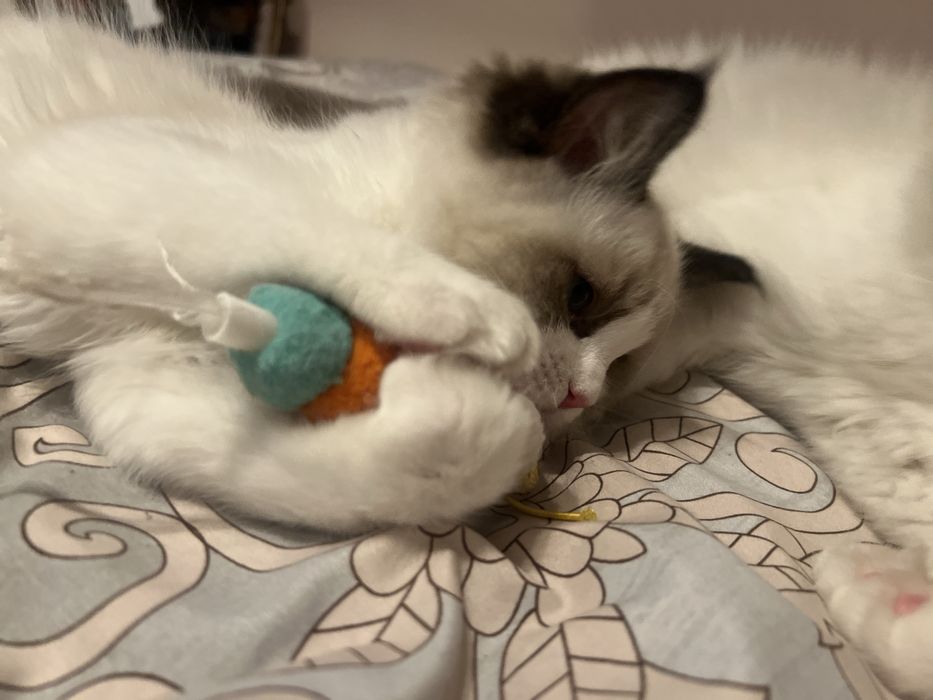 Ragdoll juz do odbioru