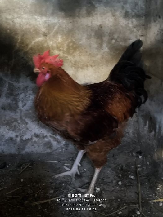 Galos, sendo um deles da raça boschvelt