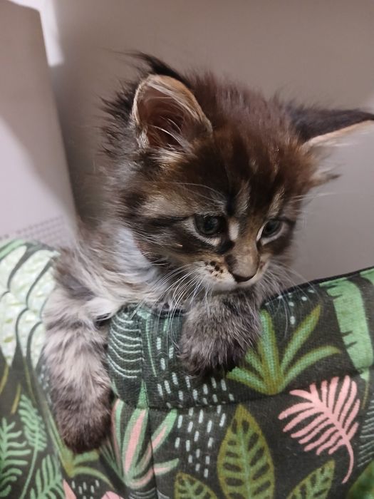 Kocurek Maine Coon do rezerwacji