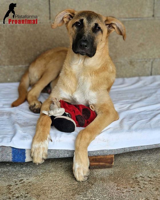 TED - Cãozinho hiper meigo para adoção