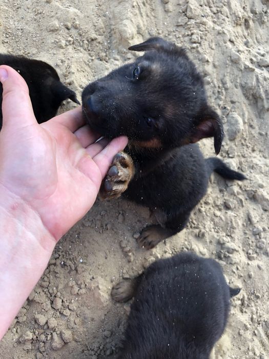 Щенки немецкой овчарки