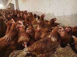 Kury Rossa Messa Nioski młode z JAJKIEM PROMOCJA !! Dostawa GRATIS !!