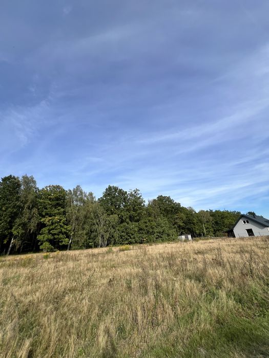 Działka przy lesie - Lipinki Łużyckie - Widok 4