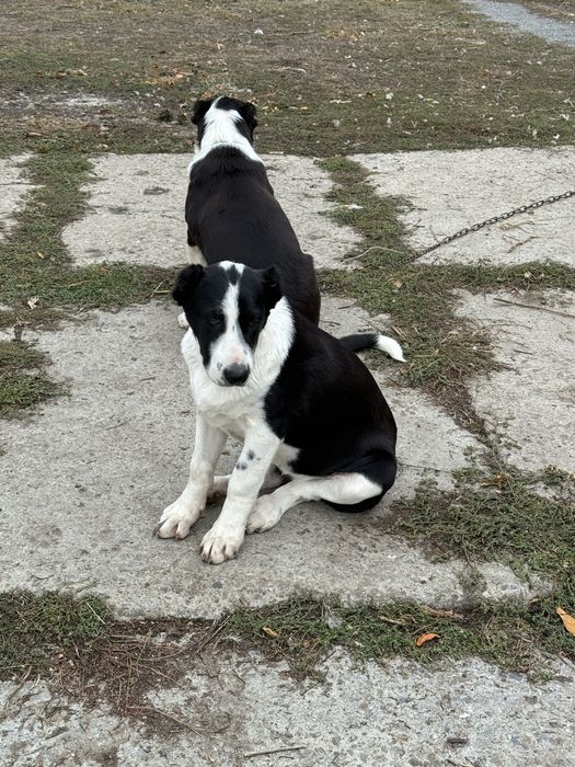 Алабай Среднеазиатская овчарка 5 месяцев зделаны все прививки