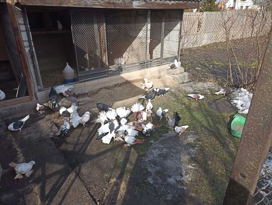 Gołębie ozdobne Dęblin