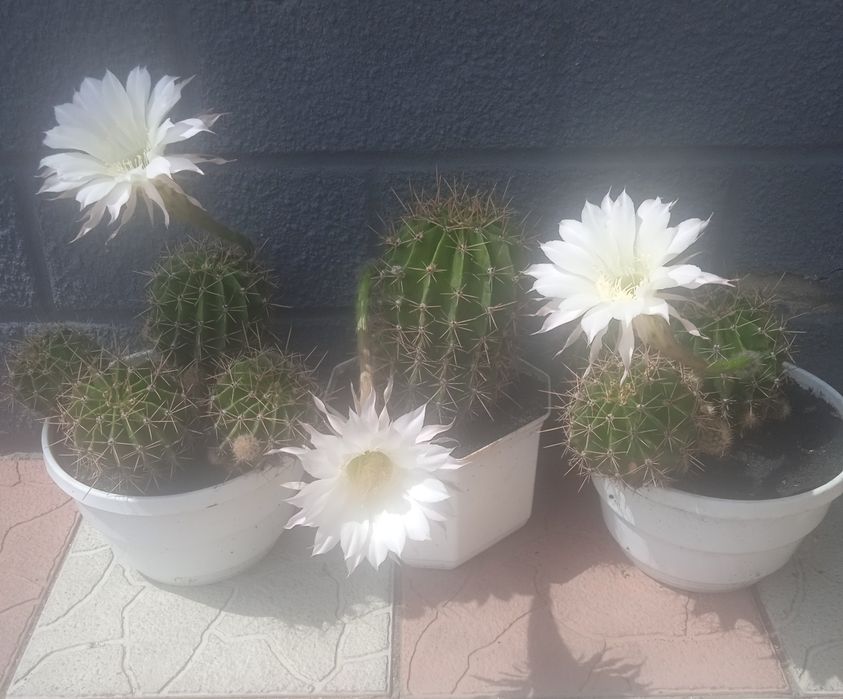 Квітучі кактуси різних розмірів