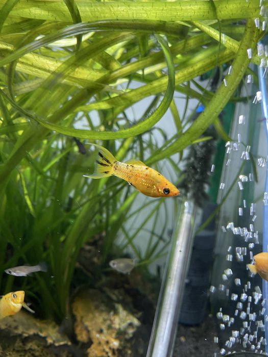 Molly Mármore (machos)