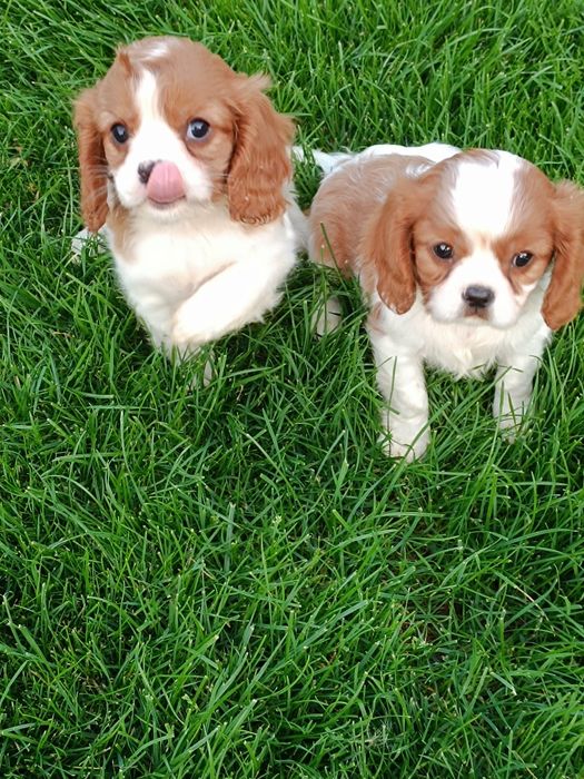Cavaljer King Charles Spaniel (Piesek)